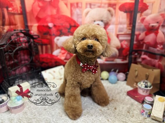 ペットサロン、ヌーノクラブ、可愛くリーズナブルにトリミング