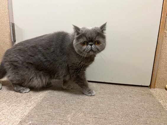 ヌーノクラブ　猫専用ペットホテル　都内　中野区　フリースペースでのびのび　お預り中の猫ちゃん　エキゾチックショートヘアのうに