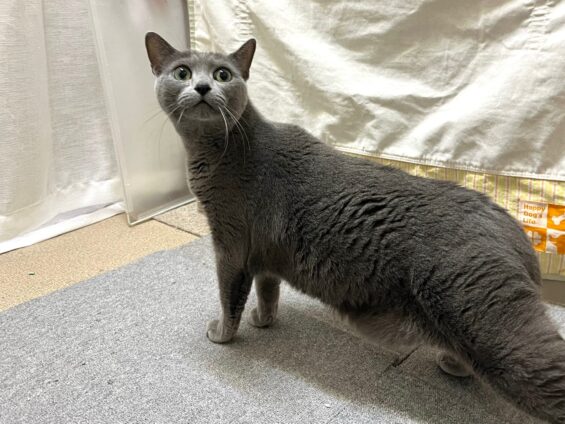 ヌーノクラブ　猫専用ペットホテル　都内　中野区　フリースペースでのびのび　お預り中の猫ちゃん　ロシアンブルーのツナ