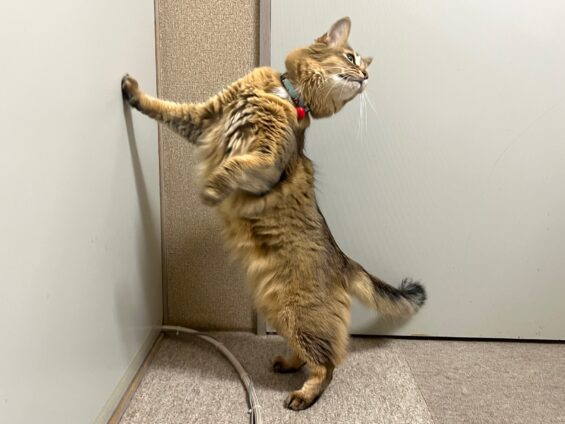 ヌーノクラブ　猫専用ペットホテル　都内　中野区　フリースペースでのびのび　お預り中の猫ちゃん　ソマリのたま