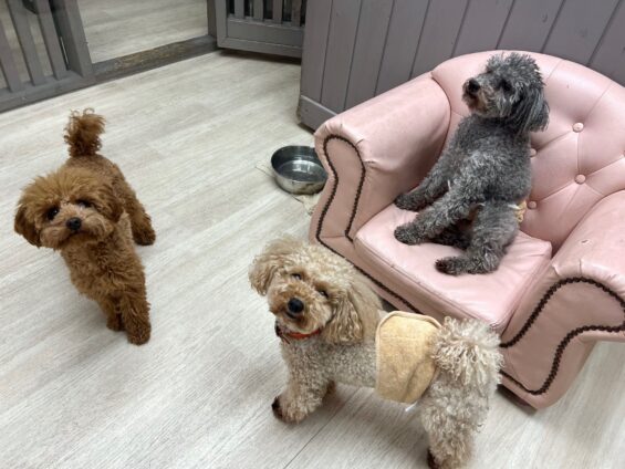 ヌーノクラブ 犬のペットホテル 東京 中野区 フリースペースでのびのび お預かり中 トイプードルのもこ