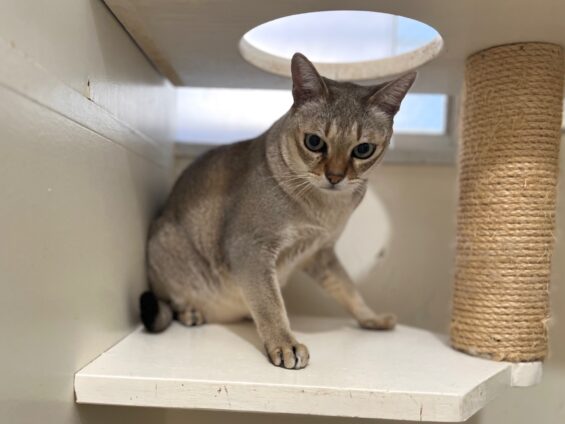 ヌーノクラブ　猫専用ペットホテル　都内　中野区　フリースペースでのびのび　お預り中の猫ちゃん　シンガプーラの太郎