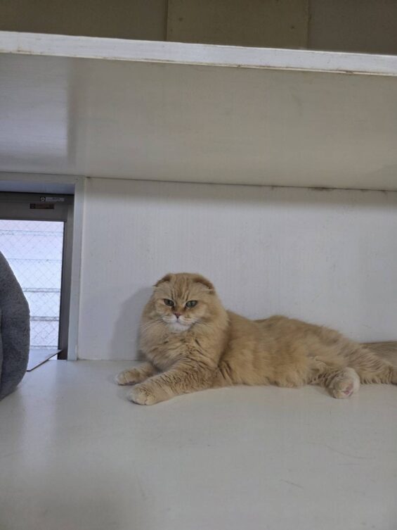 ヌーノクラブ　猫専用ペットホテル　都内　中野区　フリースペースでのびのび　お預り中の猫ちゃん　スコティッシュのきなこ