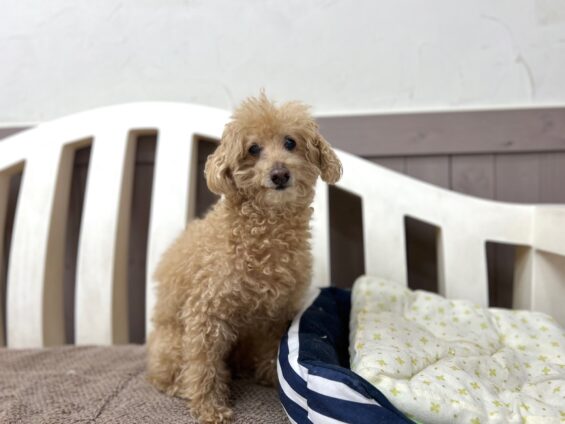 ヌーノクラブ　犬のペットホテル　東京　中野区　フリースペースでのびのび　お預かり中　トイプードルのゆうた