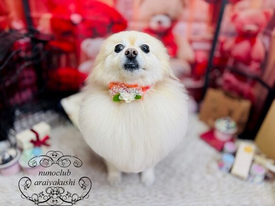 ペットサロン、ヌーノクラブ、可愛くリーズナブルにトリミング ポメラニアンのリリィ3_640