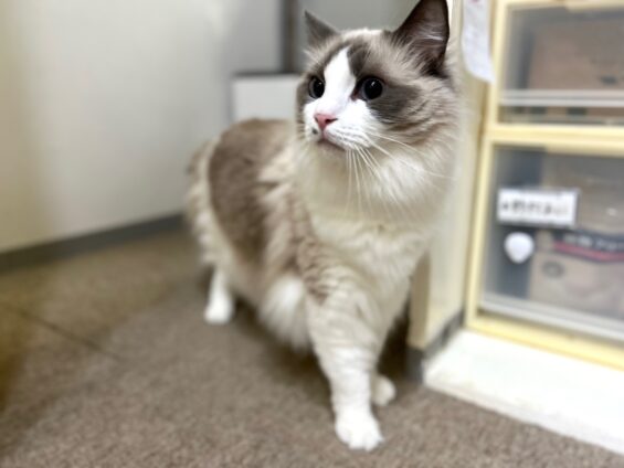 ヌーノクラブ　猫専用ペットホテル　都内　中野区　フリースペースでのびのび　お預り中の猫ちゃん　ラグドールのルキ