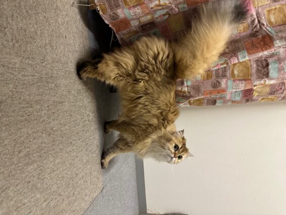 ヌーノクラブ　猫専用ペットホテル　都内　中野区　フリースペースでのびのび　お預り中の猫ちゃん　ブリティッシュロングヘア―のきな子