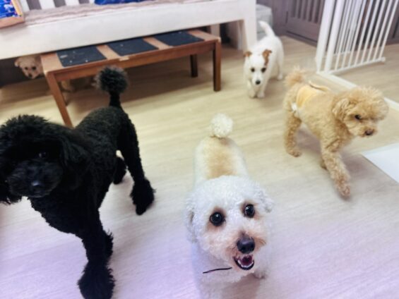 ヌーノクラブ　犬のペットホテル　東京　中野区　フリースペースでのびのび　お預かり中　トイプードルのさくら、バンビ、コロン、ジャックラッセルのニコ