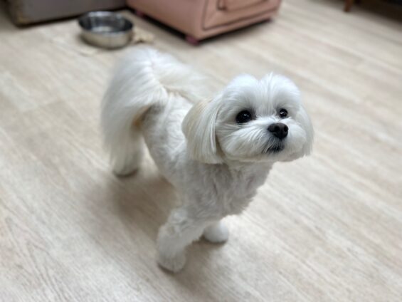 ヌーノクラブ　犬のペットホテル　東京　中野区　フリースペースでのびのび　お預かり中　マルポメのモコ