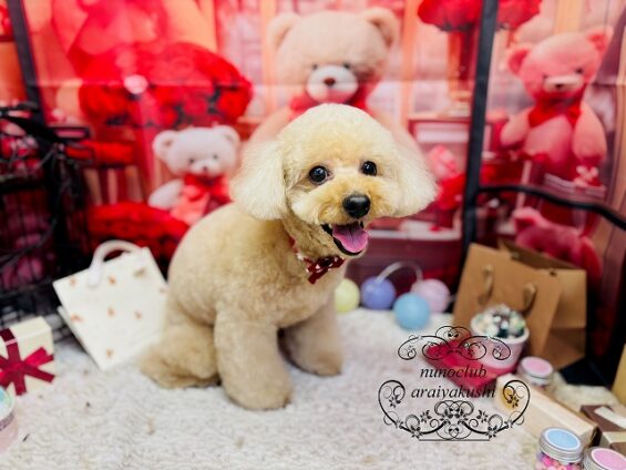 ペットサロン、ヌーノクラブ、可愛くリーズナブルにトリミング　トイプードルのちい４_640