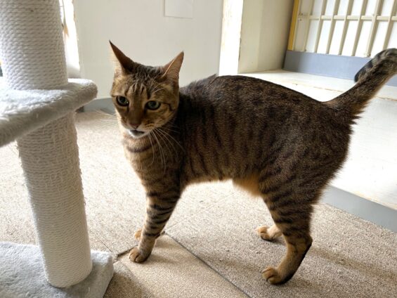 ヌーノクラブ　猫専用ペットホテル　都内　中野区　フリースペースでのびのび　お預り中の猫ちゃん ベンガルのモン