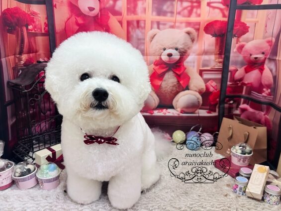 ペットサロン、ヌーノクラブ、可愛くリーズナブルにトリミング　