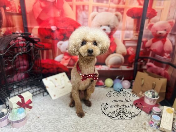 ペットサロン、ヌーノクラブ、可愛くリーズナブルにトリミング　