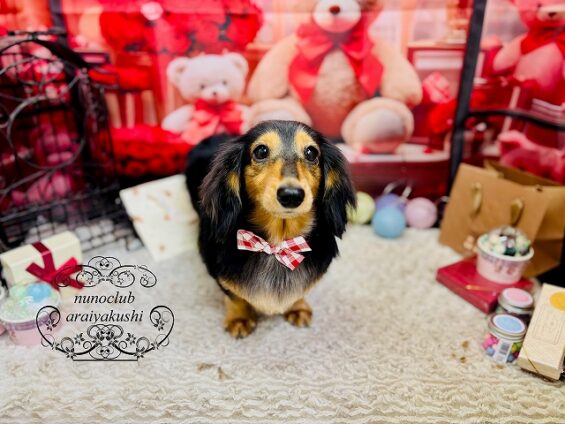 ペットサロン、ヌーノクラブ、可愛くリーズナブルにトリミング　