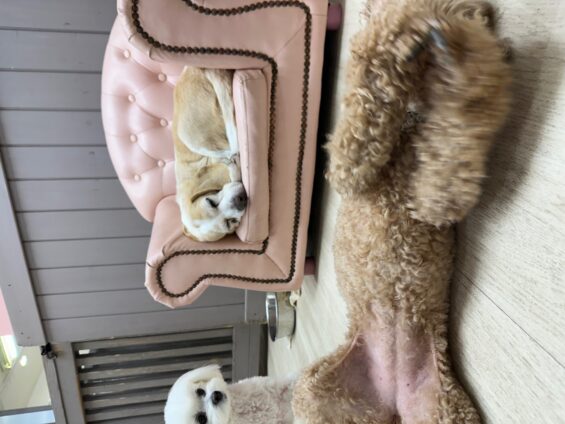 ヌーノクラブ　犬のペットホテル　東京　中野区　フリースペースでのびのび　お預かり中　ビーグルのブリー