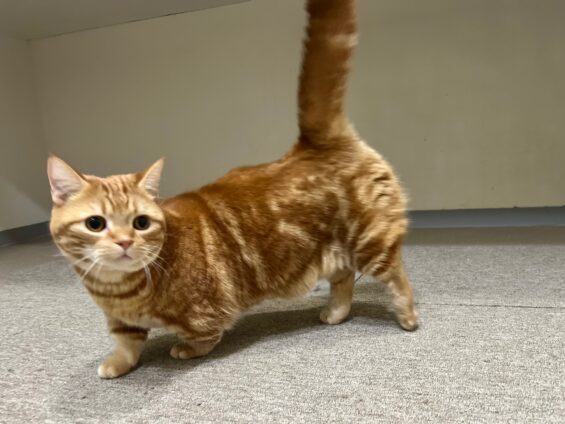 ヌーノクラブ 猫専用ペットホテル 都内 中野区 フリースペースでのびのび お預り中の猫ちゃん マンチカンのマータン