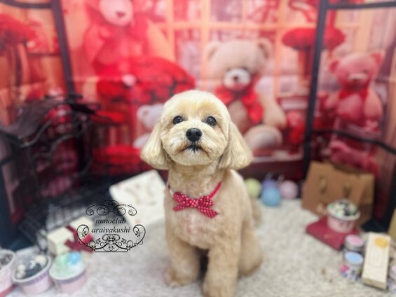 ペットサロン、ヌーノクラブ、可愛くリーズナブルにトリミング　