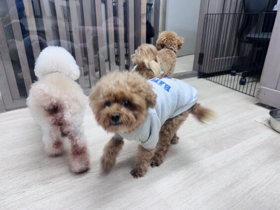 ヌーノクラブ　犬のペットホテル　東京　中野区　フリースペースでのびのび　お預かり中　トイプードルのオマメ