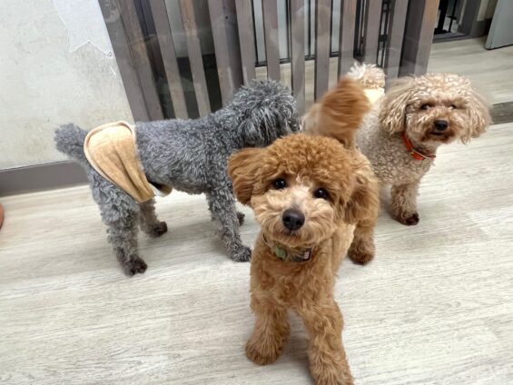 ヌーノクラブ 犬のペットホテル 東京 中野区 フリースペースでのびのび お預かり中 トイプードルのクレア