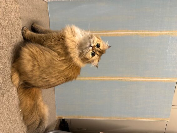 ヌーノクラブ　猫専用ペットホテル　都内　中野区　フリースペースでのびのび　お預り中の猫ちゃん　ブリティッシュロングヘア―のきな子