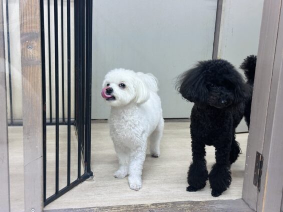 ヌーノクラブ　犬のペットホテル　東京　中野区　フリースペースでのびのび　お預かり中　マルチワのしろたま、トイプードルのさくら