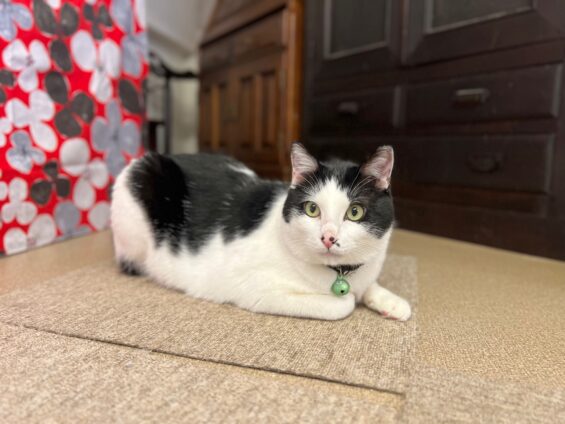 ヌーノクラブ 猫専用ペットホテル 都内 中野区 フリースペースでのびのび お預り中の猫ちゃん MIXのブガー