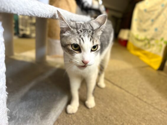 ヌーノクラブ 猫専用ペットホテル 都内 中野区 フリースペースでのびのび お預り中の猫ちゃん MIXのハリー