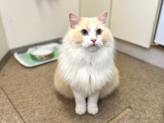 ヌーノクラブ　猫専用ペットホテル　都内　中野区　フリースペースでのびのび　お預り中の猫ちゃん ラグドールのぺルーチェ