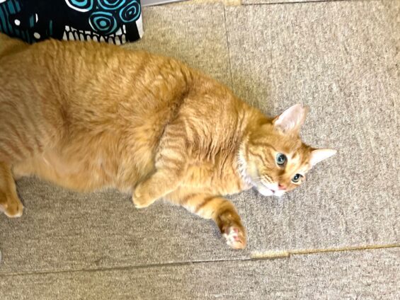 ヌーノクラブ　猫専用ペットホテル　都内　中野区　フリースペースでのびのび　お預り中の猫ちゃん　MIXのピノ