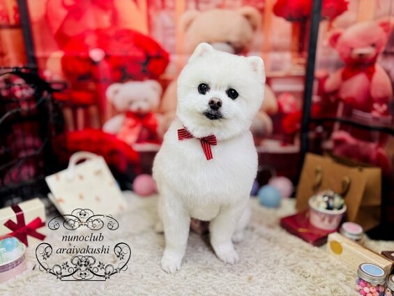 ペットサロン、ヌーノクラブ、可愛くリーズナブルにトリミング　ポメラニアンのレン２_640