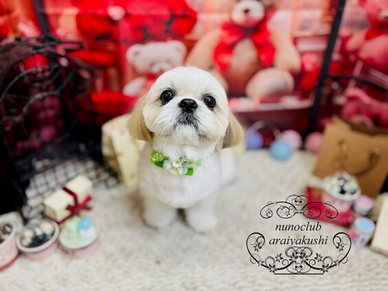 ペットサロン、ヌーノクラブ、可愛くリーズナブルにトリミング　シーズーのマシュー３_640