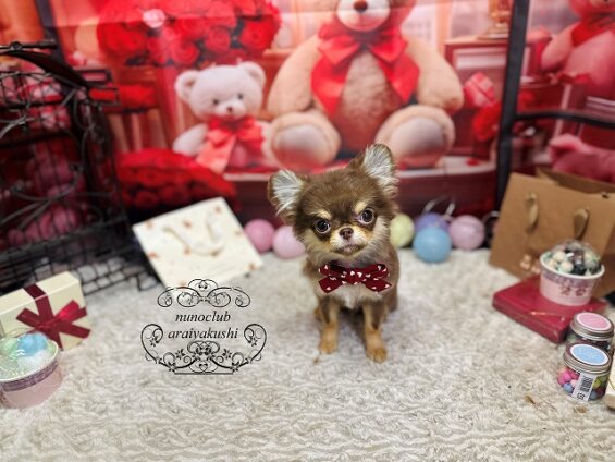 ペットサロン、ヌーノクラブ、可愛くリーズナブルにトリミング