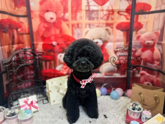 ペットサロン、ヌーノクラブ、可愛くリーズナブルにトリミング