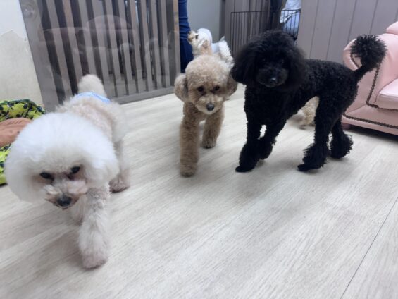 ヌーノクラブ　犬のペットホテル　東京　中野区　フリースペースでのびのび　お預かり中　トイプードルのユイカ