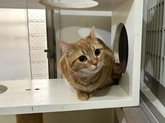 ヌーノクラブ　猫専用ペットホテル　都内　中野区　フリースペースでのびのび　お預り中の猫ちゃん アメリカンショートヘアの茶々丸