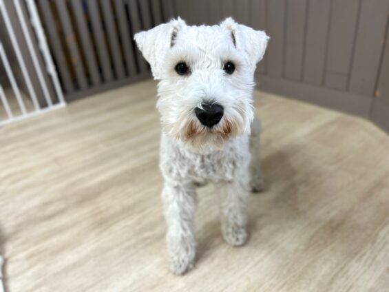 ヌーノクラブ　犬のペットホテル　東京　中野区　フリースペースでのびのび　お預かり中　ミニチュアシュナウザーのチャック