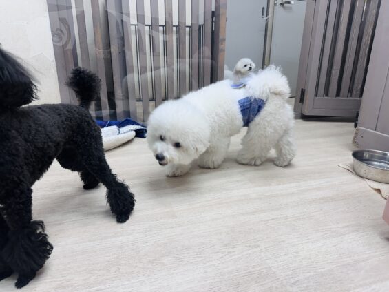 ヌーノクラブ　犬のペットホテル　東京　中野区　フリースペースでのびのび　お預かり中　ビションフリーゼのゴルシ