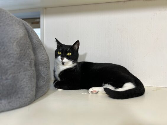 ヌーノクラブ　猫専用ペットホテル　都内　中野区　フリースペースでのびのび　お預り中の猫ちゃん　MIXのニコ