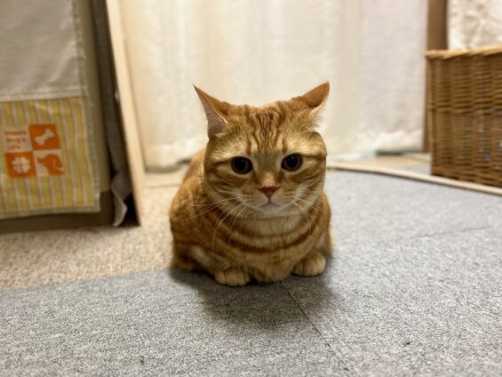 ヌーノクラブ 猫専用ペットホテル 都内 中野区 フリースペースでのびのび お預り中の猫ちゃん マンチカンのマータン