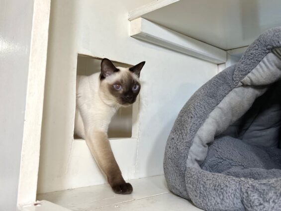 ヌーノクラブ　猫専用ペットホテル　都内　中野区　フリースペースでのびのび　お預り中の猫ちゃん　トンキニーズのそら