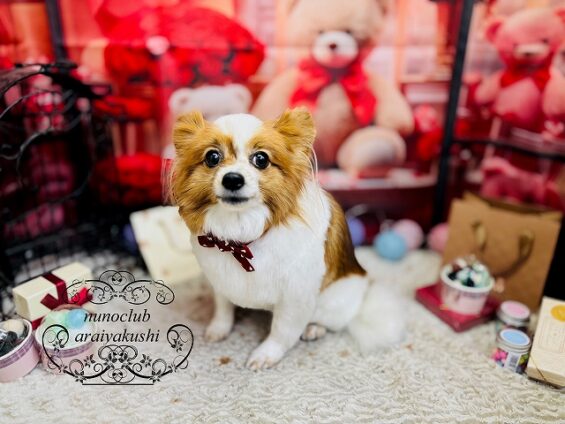 ペットサロン、ヌーノクラブ、可愛くリーズナブルにトリミング　パピヨンの夢２_640