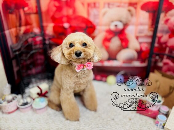 ペットサロン、ヌーノクラブ、可愛くリーズナブルにトリミング　トイプードルのアニー３_640