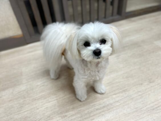 ヌーノクラブ　犬のペットホテル　東京　中野区　フリースペースでのびのび　お預かり中　マルポメのモコ