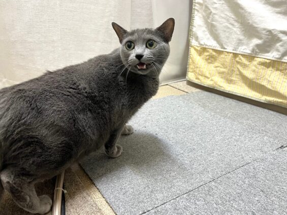 ヌーノクラブ　猫専用ペットホテル　都内　中野区　フリースペースでのびのび　お預り中の猫ちゃん　ロシアンブルーのツナ