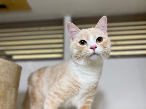 ヌーノクラブ 猫専用ペットホテル 都内 中野区 フリースペースでのびのび お預り中の猫ちゃん MIXのアイス