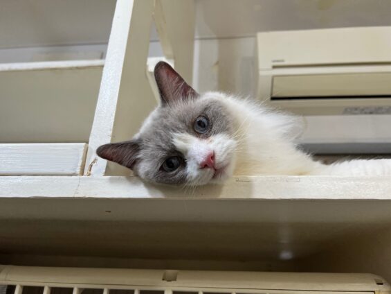 ヌーノクラブ　猫専用ペットホテル　都内　中野区　フリースペースでのびのび　お預り中の猫ちゃん　ラグドールのしお