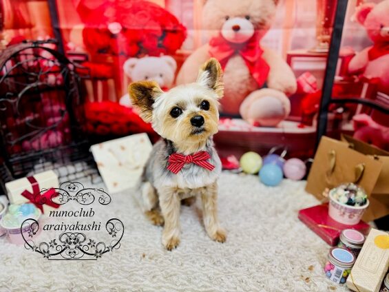 ペットサロン、ヌーノクラブ、可愛くリーズナブルにトリミング ヨーキーのくるみ3_640