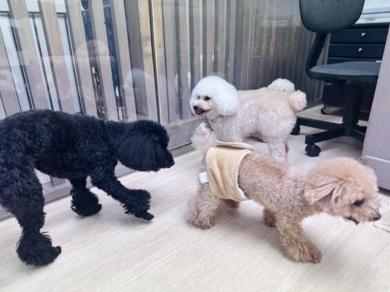 ヌーノクラブ　犬のペットホテル　東京　中野区　フリースペースでのびのび　お預かり中　トイプードルのユイカトーマ