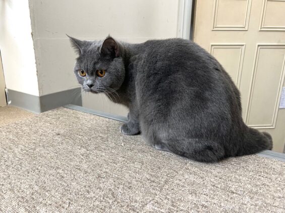 ヌーノクラブ　猫専用ペットホテル　都内　中野区　フリースペースでのびのび　お預り中の猫ちゃん ブリティッシュショートヘアのロビン