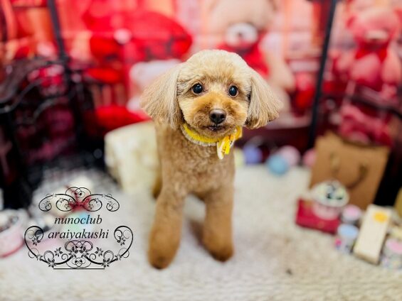 ペットサロン、ヌーノクラブ、可愛くリーズナブルにトリミング　トイプードルのココ_640